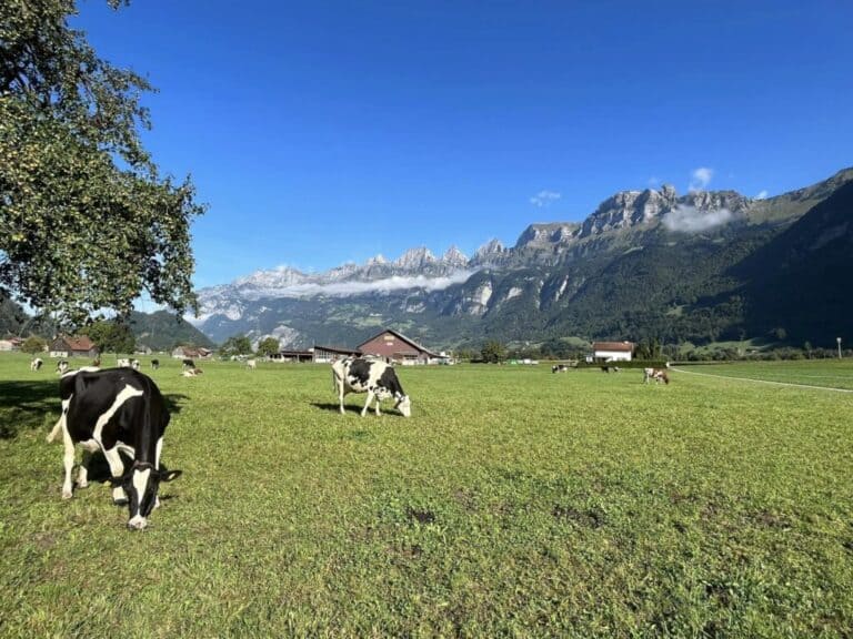 Switzerland mountains with cows