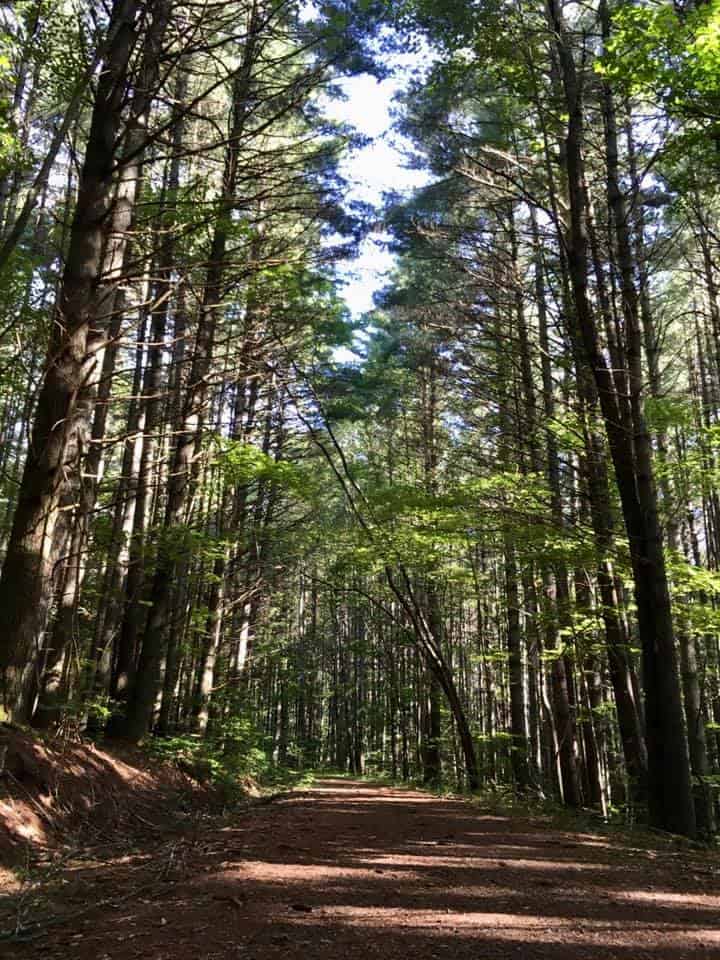 hiking trail tall trees