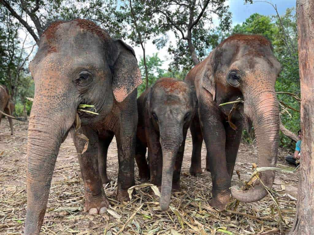 Three elephants side by side