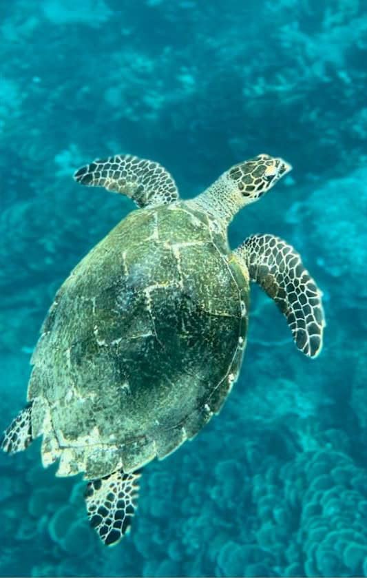 Floating in the water on a Komodo Island boat tour