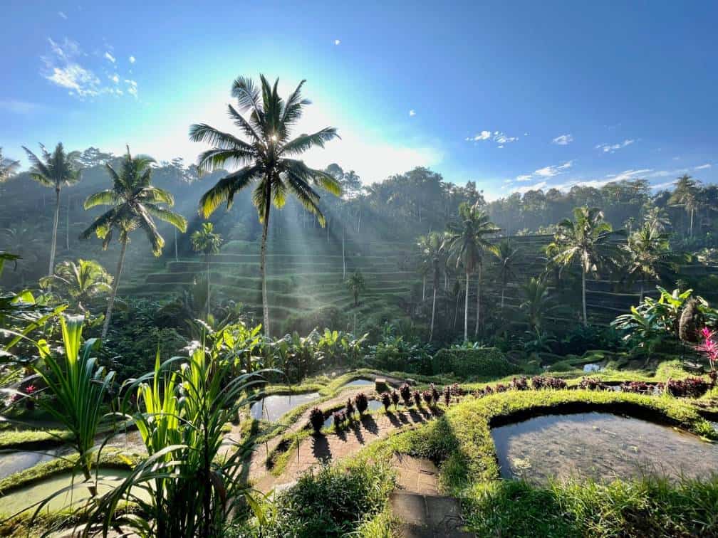 rice terrace in bali