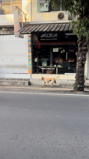 Stray dog on sidewalk