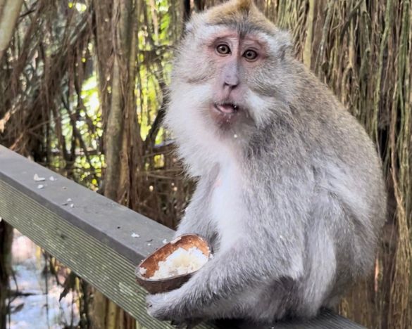 Monkey eating a coconut