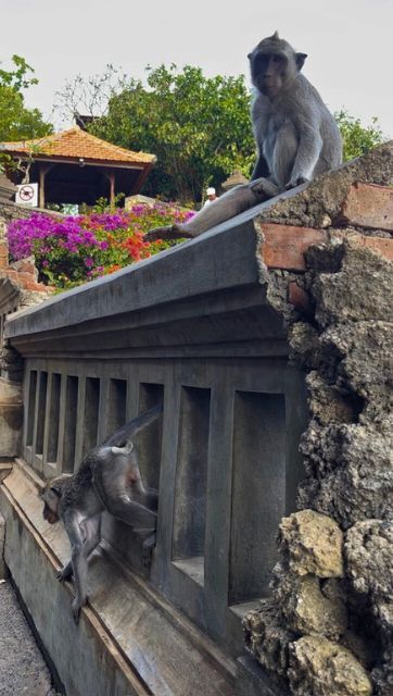 Uluwatu Temple monkeys on wall