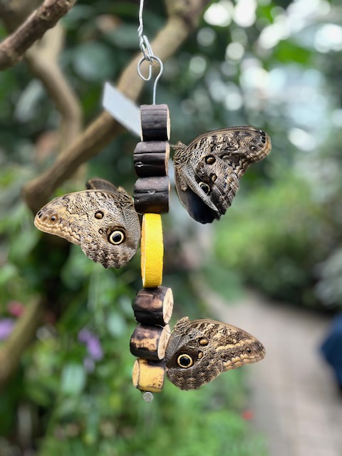 Butterflies feeding